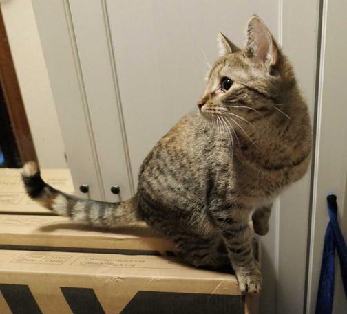 Katze Lilly steht oben auf zwei schmalen, geschlossenen Kartons, die schräg an einen Schrank gelehnt sind. Sie balanciert am Rand, ist zum Absprung bereit und blickt noch einmal über die Schulter zurück – aufmerksam und abenteuerlustig.