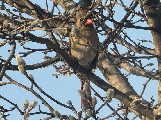 Female cardinal sitting pretty in a tree on a sunny winter afternoon