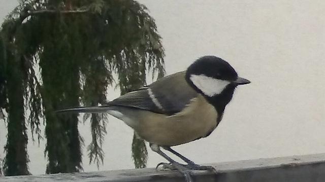 A small bird with a black cap and white cheek patches, perched on a ledge, with a background of green foliage.