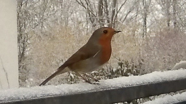A small bird with a reddish-orange chest perched on a snow-covered railing, surrounded by a wintry, blurred background of trees.