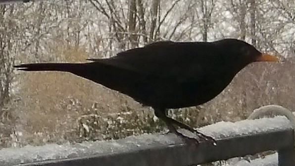 A black bird with an orange beak perched on a snow-covered railing, with blurred trees in the background.