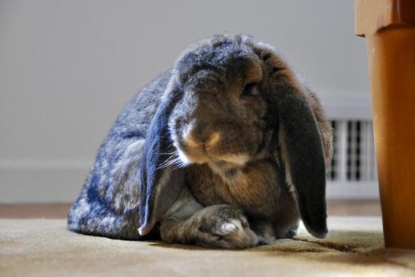 Matilda the bunny with her head turned to the side, her hind foot sticking slightly out as if she had just been licking/grooming it.