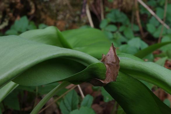 A birch leaf fell onto two wild garlic shoots, which had pushed their way through it. Because it hadn't rained for ten days, the dry birch leaf effectively prevented the much larger wild garlic leaves from unfurling. Less than an hour after the photo was taken, it began to rain, and the birch leaf was torn. The next day, there was no sign that the leaves had been so tightly confined.