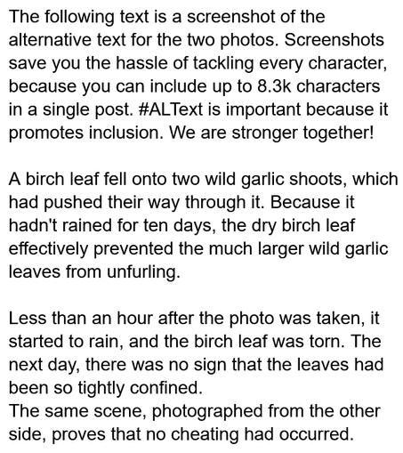 My screenshot reads:

"The following text is a screenshot of the alternative text for the two photos. Screenshots save you the hassle of tackling every character, because you can include up to 8.3k characters in a single post. #ALText is important because it promotes inclusion. We are stronger together!

A birch leaf fell onto two wild garlic shoots, which had pushed their way through it. Because it hadn't rained for ten days, the dry birch leaf effectively prevented the much larger wild garlic leaves from unfurling.

Less than an hour after the photo was taken, it started to rain, and the birch leaf was torn. The next day, there was no sign that the leaves had been so tightly confined.
The same scene, photographed from the other side, proves that no cheating had occurred."