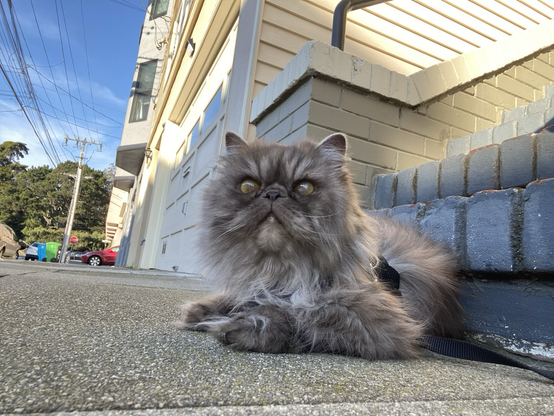 Himalayan cat lounging at bottom of stairs on sidewalk and trees in  background