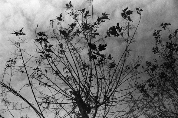 NEOPAN SS 100 (FF)

English Alt Text:
A black-and-white photograph of a tree with sparse leaves and thin, branching limbs silhouetted against a cloudy sky. The branches stretch in various directions, forming a delicate, intricate pattern. The contrast between the dark tree and light sky creates a contemplative mood, suggesting themes of change and time.
中文替代文字：
一张黑白照片，描绘一棵枝叶稀疏的树，其细长的枝条在多云的天空前形成剪影。树枝向各个方向延伸，构成精致复杂的图案。深色树影与浅色天空的对比营造出沉思氛围，暗示变化与时间的主题。