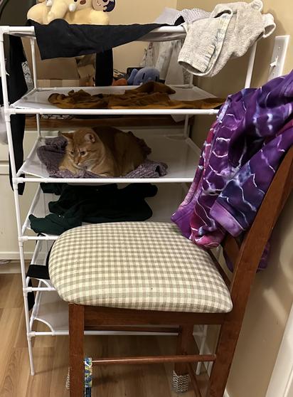 Photo of lightweight white stacking mesh and metal racks for drying clothing flat. Various pieces of clothing are on each shelf. There is also a ginger and white cat laying on one of the racks. He is looking down and to the left. There is a chair in the foreground with a purple tie dye sweatshirt over the back. The chair has since been moved.