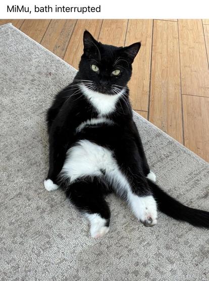 Mimu is a short haired black and white cat. She is balanced on her back, midway through  grooming herself. Her back legs are short as the result of some sort of damage. She has green eyes and white whiskers.