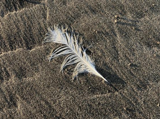 A white feather lays on dark beige beach sand. The sand has shallow drag and shelf patterns from the pull of the water. Late afternoon shadows highlight the sand patterns and the messy vanes of the feather. Ocean Beach Dec 2025