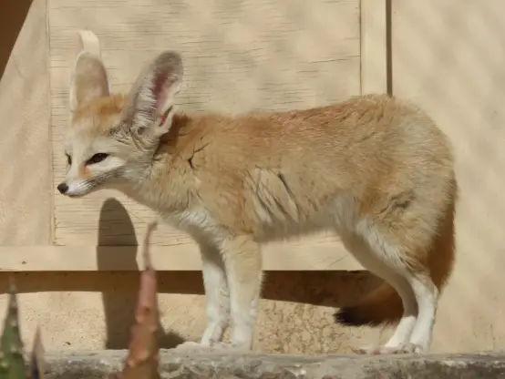 A really soft looking fennec fox standing on a larger rock in front of a wooden wall. Well larger is relative since it's a fennec.