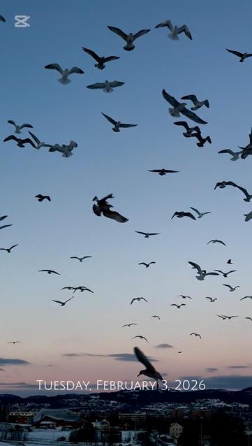 Photo. Seagulls in the foreground, mid flight and silhouetted against the pale blue morning sky. 2 of 2