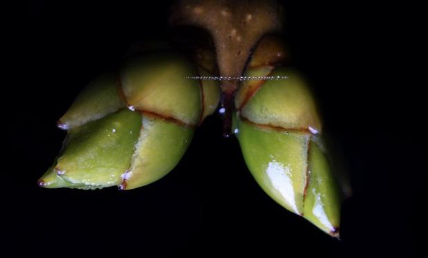 Macro photo detail of two green buds on the end of a branch waiting in the cold winter to bloom into leaves. Connecting the two buds is one single strand of spider web. The strand is covered with tiny perfectly round drops of water.