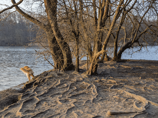 Blattlose Bäume stehen im Vordergrund und am entfernten Ufer an einem See, die Wurzeln sind teils bloßgelegt. Ein Hund steht am Seeufer, von der tief stehenden Sonne beschienen; er scheint gerade sein Bein zu heben oder über Wurzeln zu steigen. Der leicht bewöklte Himmel scheint durch die Bäume, es sind keine Menschen zu sehen
