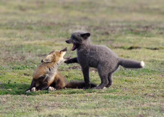 Two fox kits playing, the little silver fox looks a bit spooked and the other kit seems to defend something it found vigorously.
