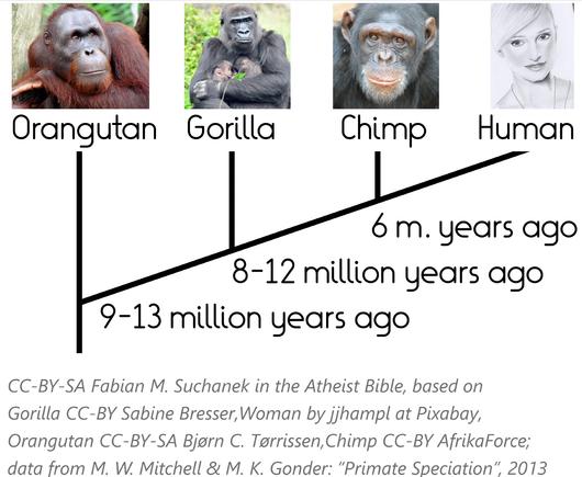 Humans and chimps split 6 million years ago.