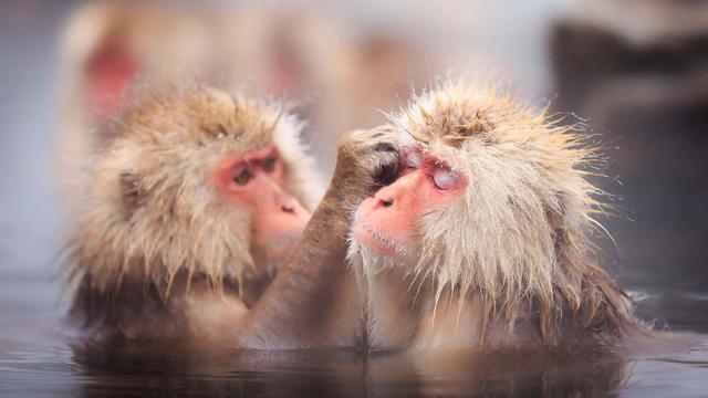 Soaking simians - © Maurizio Rellini / Sime / eStock Photo