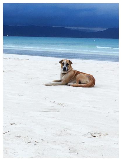 A medium-sized dog with brown and white fur calmly regards the camera as it reclines on a beach of white sand. In the distance are the ocean, mountains, and a cloudy sky, all in painterly shades of blue.