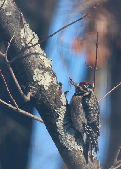 Yellow-Bellied Sapsucker on a Maple Tree branch