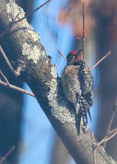 Yellow-Bellied Sapsucker on a Maple Tree branch