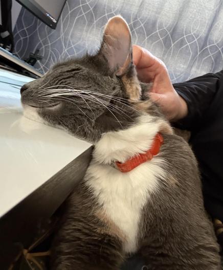 A dilute calico cat wearing an orange collar is laying on the lap of her human, who is sitting at her desk. 

The human is scritching the cat, who is so blissed out that her head is resting on the desk