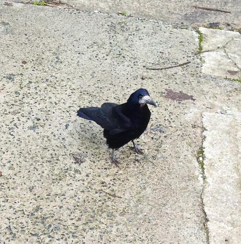 a rook who stopped me for food.