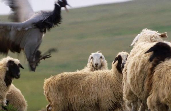 A tall Demoiselle crane with grey and black feathers leaps into the air with its legs extended toward a group of fluffy, white and brown sheep in a grassy field.