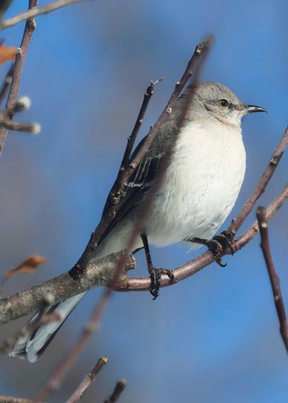 Northern mockingbird in an apple tree