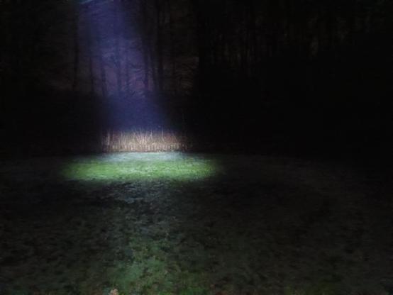 Ein nachts aufgenommenes Foto von einem mysteriösen Ort auf einer mit Rasen bewachsenen Lichtung im Wald. Ein Punkt ist durch den Strahl einer Taschenlampe erhellt.