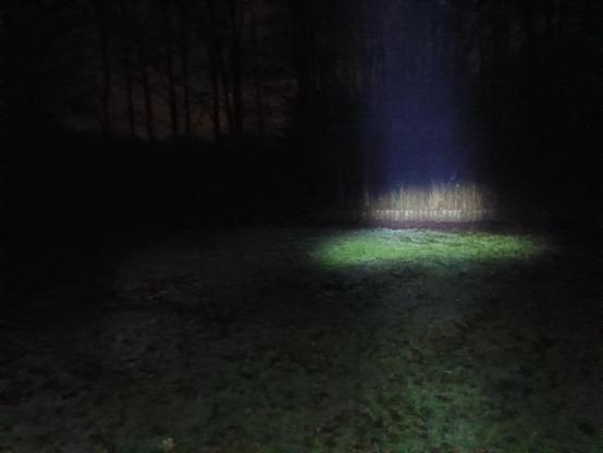 Ein nachts aufgenommenes Foto von einem mysteriösen Ort auf einer mit Rasen bewachsenen Lichtung im Wald. Ein Punkt ist durch den Strahl einer Taschenlampe erhellt.