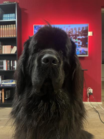 Odin the Newfie staring with heartbreaking sorrow and pleading