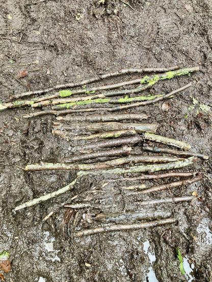 A couple of dozen sticks carefully and fairly uselessly laid over the middle of a muddy path
