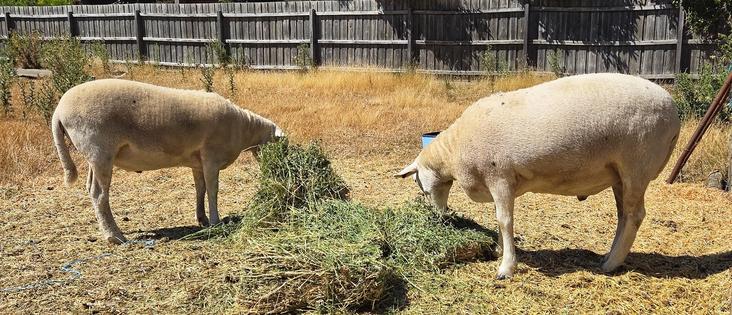 The twin Wiltipoll sheep happily ripping lucerne bricks apart & eating.