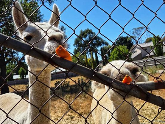 Alpacas Ozzie on the left of the photo & Chaser on the right pluck carrots from the fence wire. They went through 2 kilos of carrots, most of which I hand fed them.