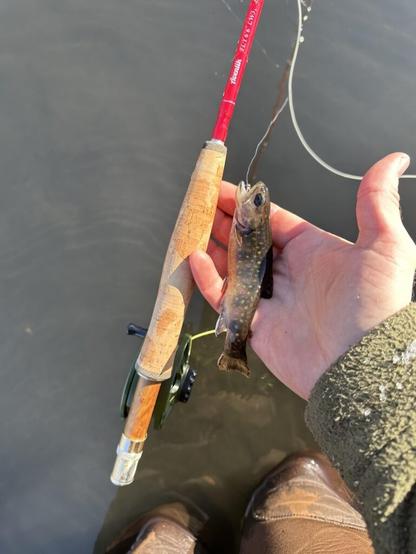 First Brookie on the fly!