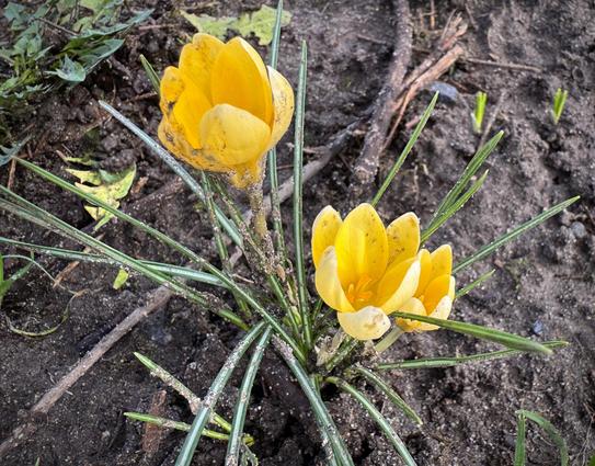 Yellow crocuses (or croci) with yellow central structures. Three flowerheads, fully open.