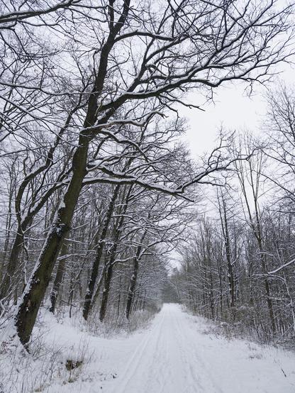 Ein schneebedeckter Weg, umgeben von kahlen Bäumen, die ebenfalls mit einer Schneeschicht bedeckt sind. Die Szene wirkt ruhig und winterlich, und der bewölkte Himmel trägt zur friedlichen Atmosphäre bei.