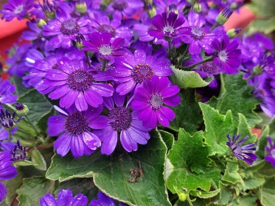 vivid purple cineraria flowers at my home