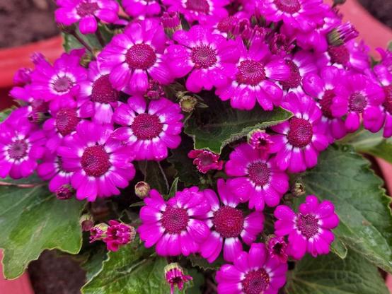 vibrant pink cineraria flowers at my home