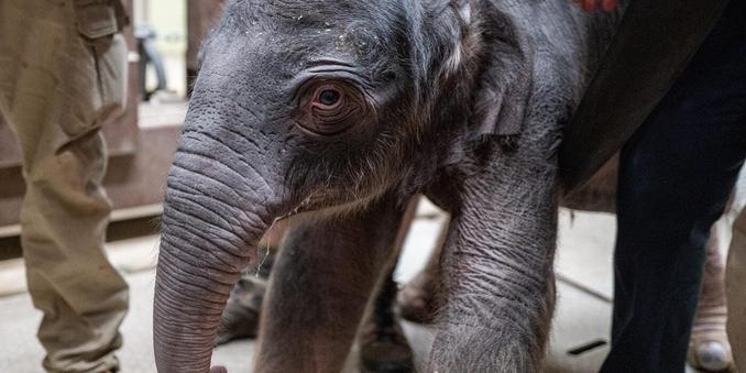 <img alt="New Baby Elephant Brings Big Joy to Smithsonian Zoo" src="https://www.goodnewspost.co.uk/content/images/2026/02/image-6.jpeg" /><p><strong>By Animals Correspondent</strong></p><p><strong>The Smithsonian’s National Zoo is celebrating a monumental arrival: a female Asian elephant calf, born early Feb. 2, the first at the zoo in nearly 25 years.</strong></p><p>The newborn arrived at 1:15 a.m. to 12-year-old mother Nhi Linh and 44-year-old father Spike, following a breeding recommendation from the Association of Zoos and Aquariums’ Species Survival Plan. </p><p>Nhi Linh’s 21-month pregnancy is typical for Asian elephants, which usually carry calves for 18–22 months. This is Nhi Linh’s first calf, while Spike has sired three others at different zoos — none of which survived.</p><h2 id="because-the-pair%E2%80%99s-genetics-are-underrepresented-in-zoos-the-calf-is-a-critical-addition-to-the-north-american-and-global-asian-elephant-population">Because the pair’s genetics are underrepresented in zoos, the calf is a critical addition to the North American and global Asian elephant population.</h2><p></p><blockquote>“After waiting nearly 25 years for an Asian elephant calf, this birth fills us with profound joy,” <strong>said Brandie Smith, the John and Adrienne Mars Director of NZCBI.</strong> </blockquote><blockquote>“When you see the calf and those heartwarming interactions wi