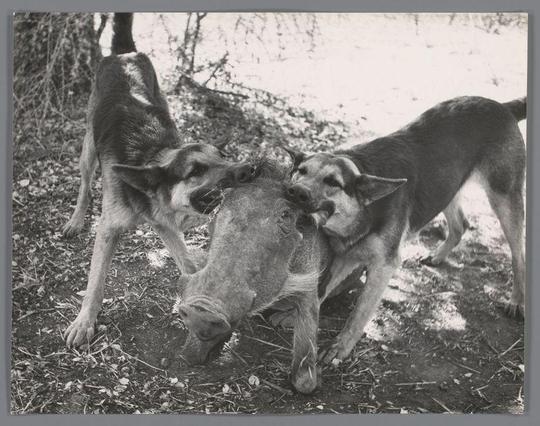 The image is a black and white photograph capturing an outdoor scene. In the foreground, three dogs are engaged with what appears to be a boar or wild pig; two of the dogs have their mouths near the animal's snout while one stands guard beside them. The dog on the left has its head down towards the ground as well, perhaps sniffing or searching for something.

In addition to the animals and dogs in action, there is also human interaction depicted: a partial view of a person’s leg can be seen at the top-left corner with bare feet planted firmly on the earth. The setting seems rural with sparse vegetation; some branches are visible behind the subjects which suggest that this may take place near a wooded area.

The photograph has an overall gritty texture, indicative perhaps of its age or intended effect to convey realism and rawness in wildlife photography during what could be considered 'the golden age' of photojournalism. The details such as fur textures, ground litter like leaves and twigs give depth to the image which might have been a common practice for photographers of that time.

The photograph is labeled with context suggesting it was taken by Ed van der Elsken in 1956-1957, referencing an article or collection named "Jachthonden met wild zwijn" (Hunter dogs and wild boar). This suggests the image may have been part of a series documenting wildlife interactions with [...]