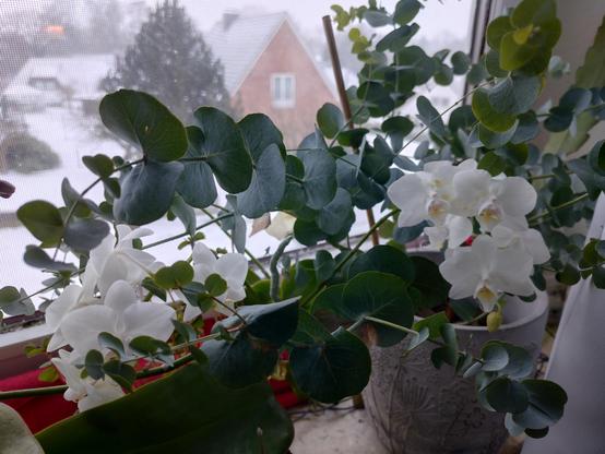 Zu sehen ist eine unermühtlich blühende Orchidee und die Lilarosa Blüte der Malayenblume.
Die weißen Blüten sind ALLE von einer Pflanze mit zwei Kindeln. Die Kindel blühen ebenfalls. Das silberne Blatt dazwischen ist Eukalyptus. Dies alles in einem Fenster vor dem es schneit.