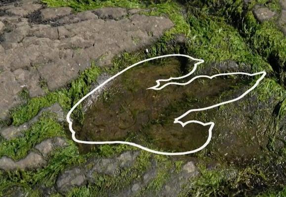 A three-toed dinosaur footprint is visible in a moss-covered rock pool on a shoreline, with its shape highlighted by a white outline.
