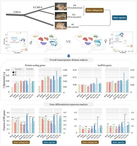 Panel of data figures to illustrate comparative analysis of sex-specific gene expression evolution at inter-species comparison level in male and female house mice, including transcriptomic distance analysis and gene differentiation expression analysis. By analyzing extensive RNA-seq data from the house mouse complex across multiple organs and subspecies, this study reveals that male reproductive organs, especially the testis, show accelerated expression divergence. Testicular long non-coding RNAs evolve most rapidly, with differences arising within just thousands of years. In contrast, somatic tissues and female reproductive organs show minimal sex-specific evolutionary dynamics.