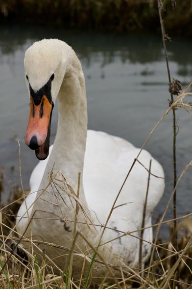 Closeup of a hissing white swan