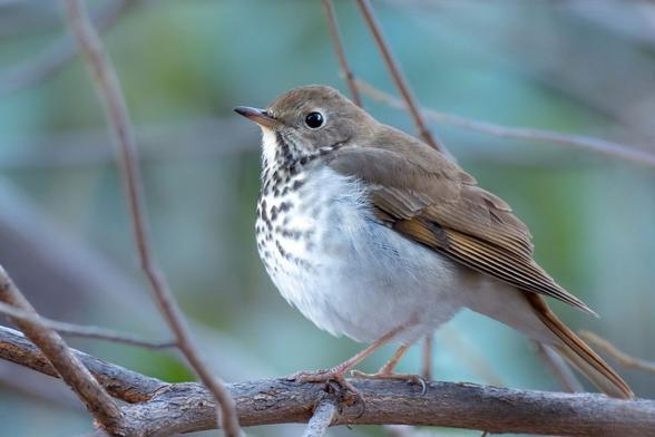 A hermit thrush, a passerine with brown head, back, and wings and a white breast with brown speckles; photo by Mick Thompson, via Flickr