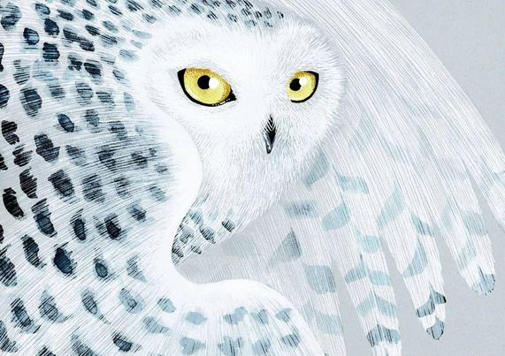 A close-up illustration of a white owl, showcasing its striking yellow eyes and detailed feather patterns against a light gray background.