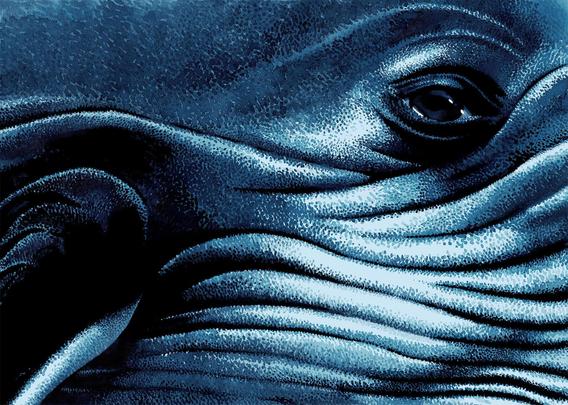 Close-up illustration of a textured, blue whale with intricate wrinkles and a prominent eye, capturing the creature's majestic presence.