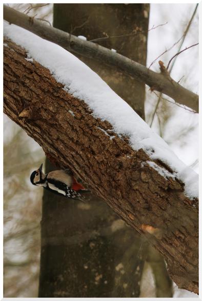 Ein Buntspecht hängt an einem schrägen Stamm eines umgekippten Baumes. Auf dem Stamm liegt Schnee.