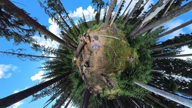 One of a series of summertime photos showing a person hiking through a dense evergreen forest in Oregon.