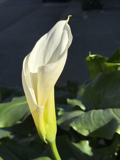 A close-up of a white calla lily flower with green leaves in the background, illuminated by sunlight.